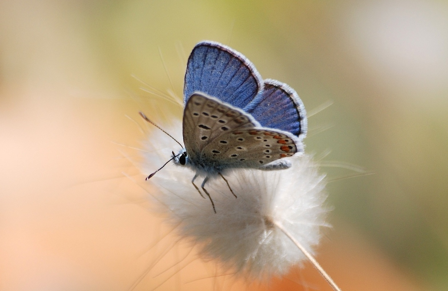 Polyommatus?